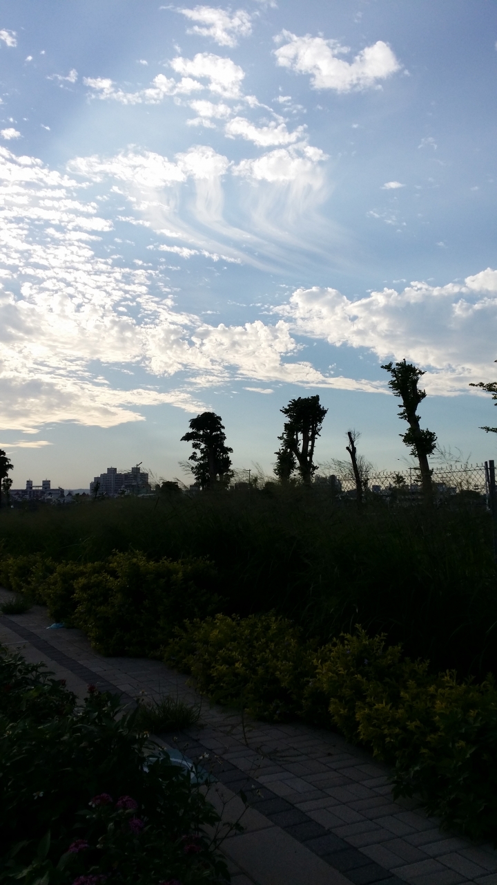 今天傍晚西方天空出現三朵水母雲~