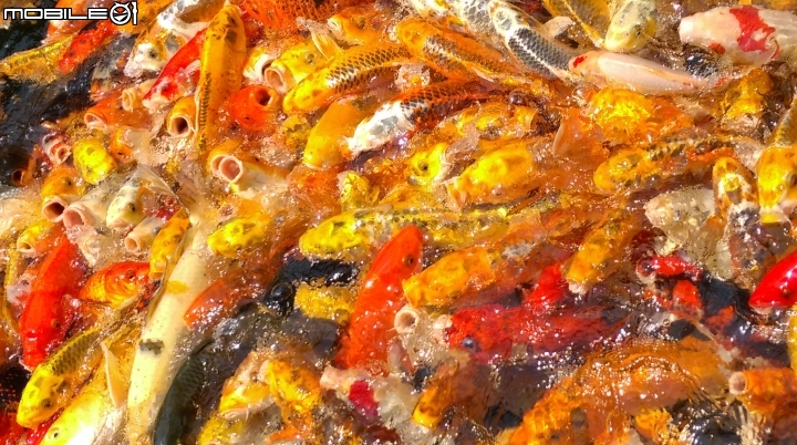 彰化東南中學餵魚遊