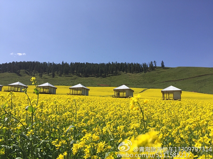 中國青海省青藏高原圖片分享
