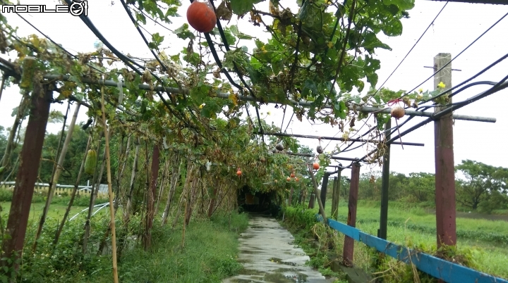桃園林家古厝散步遊