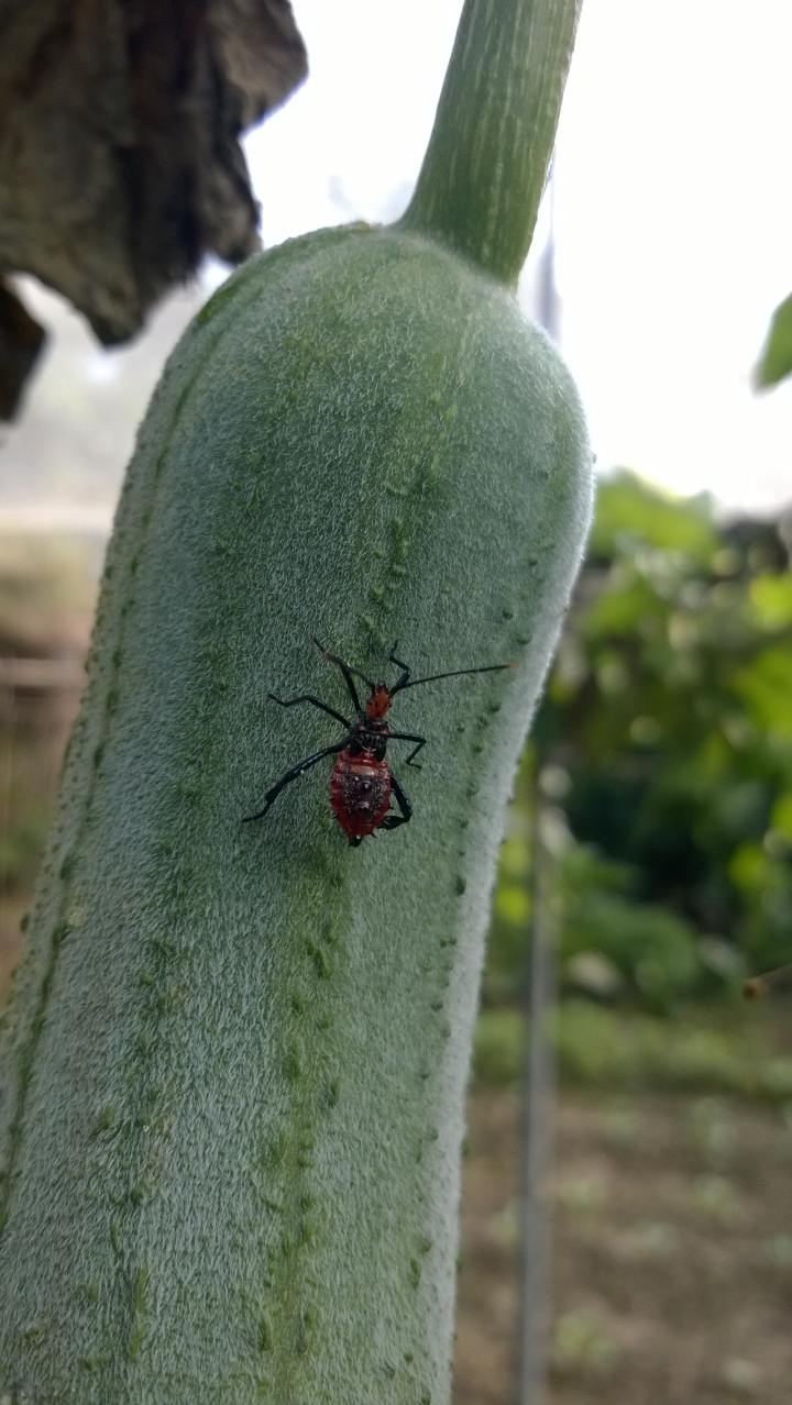 請問這是蟻蛛嗎