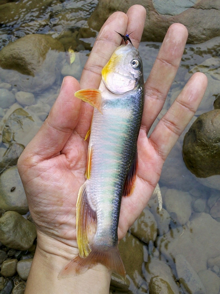重拾閒置二十幾年的釣魚竿