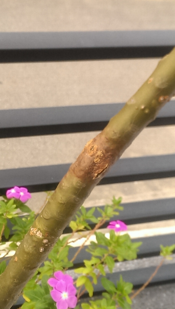 請教我種的雞蛋花怎麼了?該如何救治