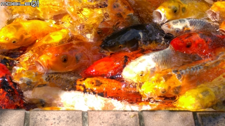 彰化東南中學餵魚遊