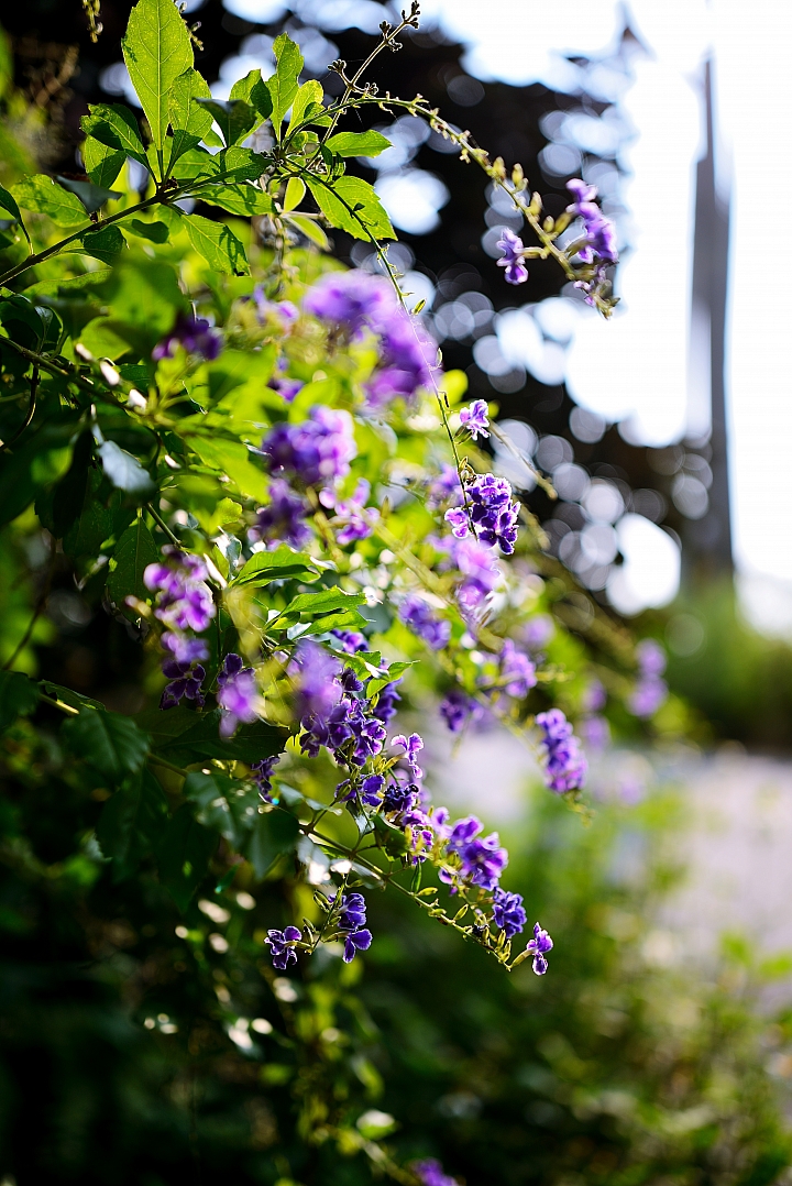 Sigma 24-35 F2 DG 開箱+實拍。