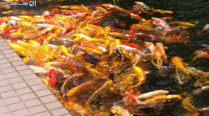 彰化東南中學餵魚遊