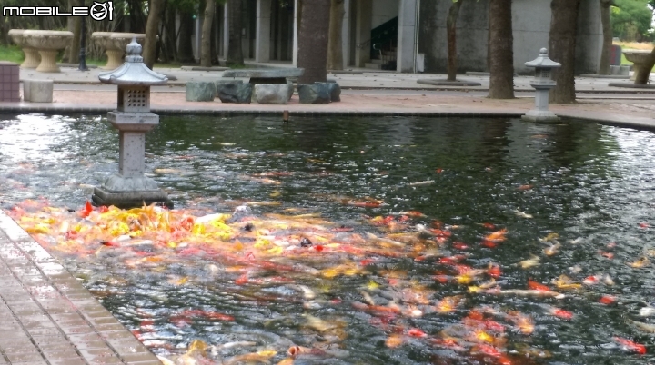 彰化東南中學餵魚遊