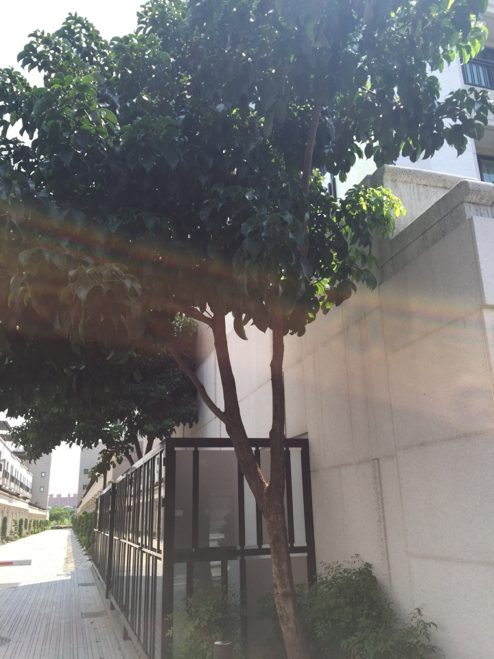 請問建商種樹的樹種