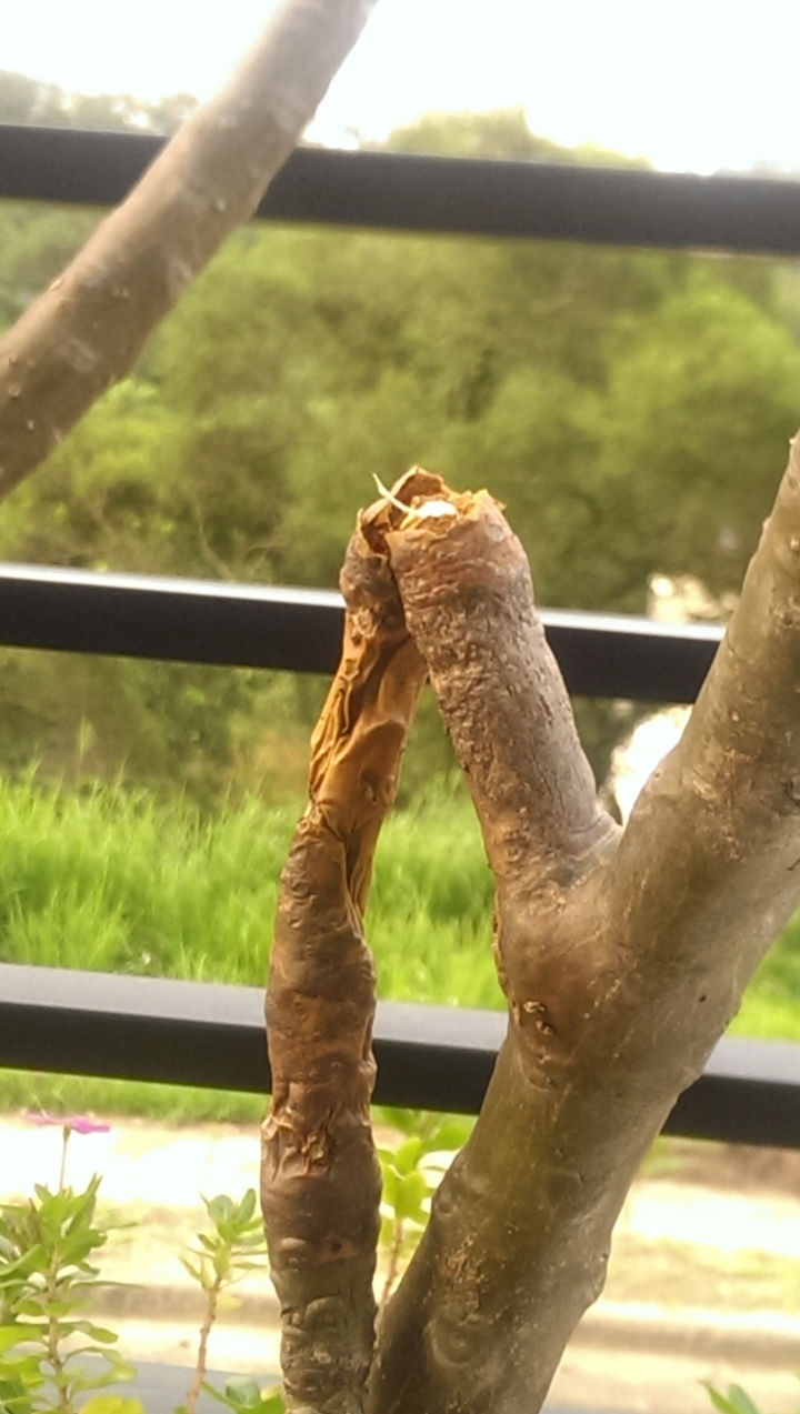 請教我種的雞蛋花怎麼了?該如何救治