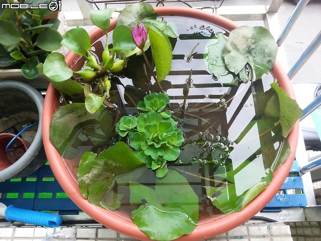 栽種水生植物新手請教.
