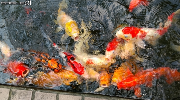 彰化東南中學餵魚遊