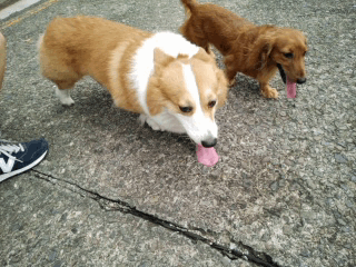 【試用體驗】OPPO R7 一閃動人心的動人時刻