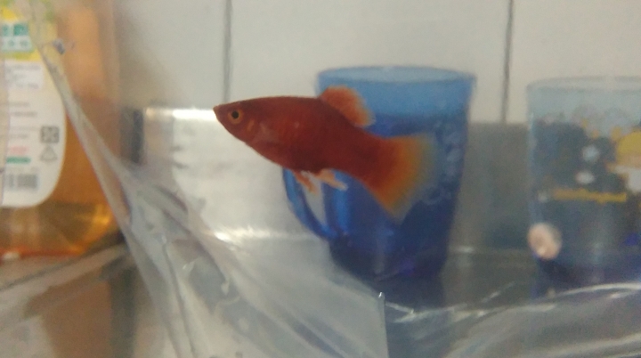 請問2樓的母魚有懷孕嗎？