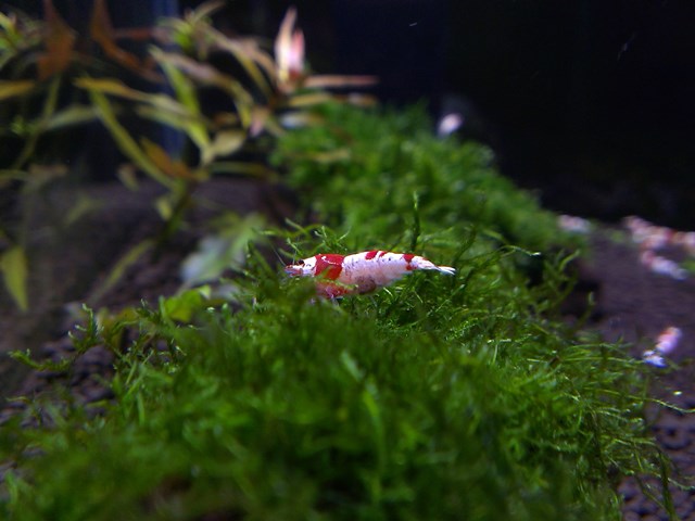 Mini M 水晶蝦缸 設缸紀錄 (2015/09/03 新增母蝦照)