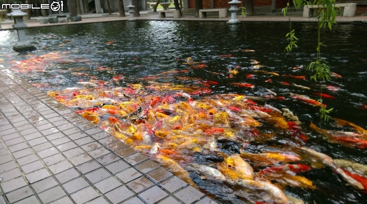 彰化東南中學餵魚遊