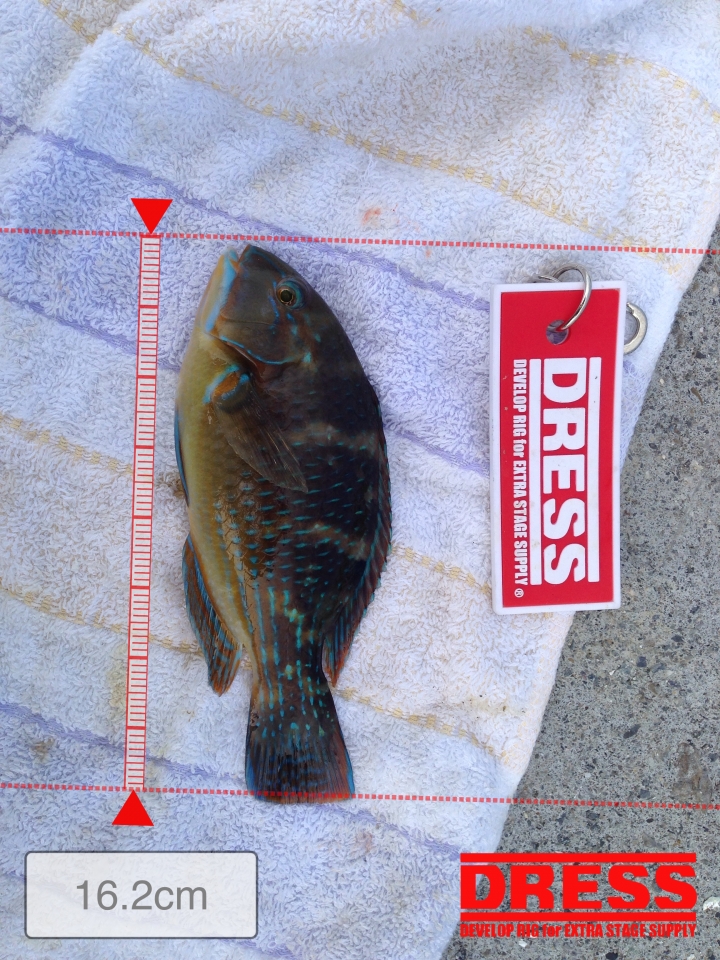 請教我認知的魚名是否正確
