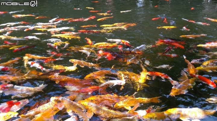 彰化東南中學餵魚遊