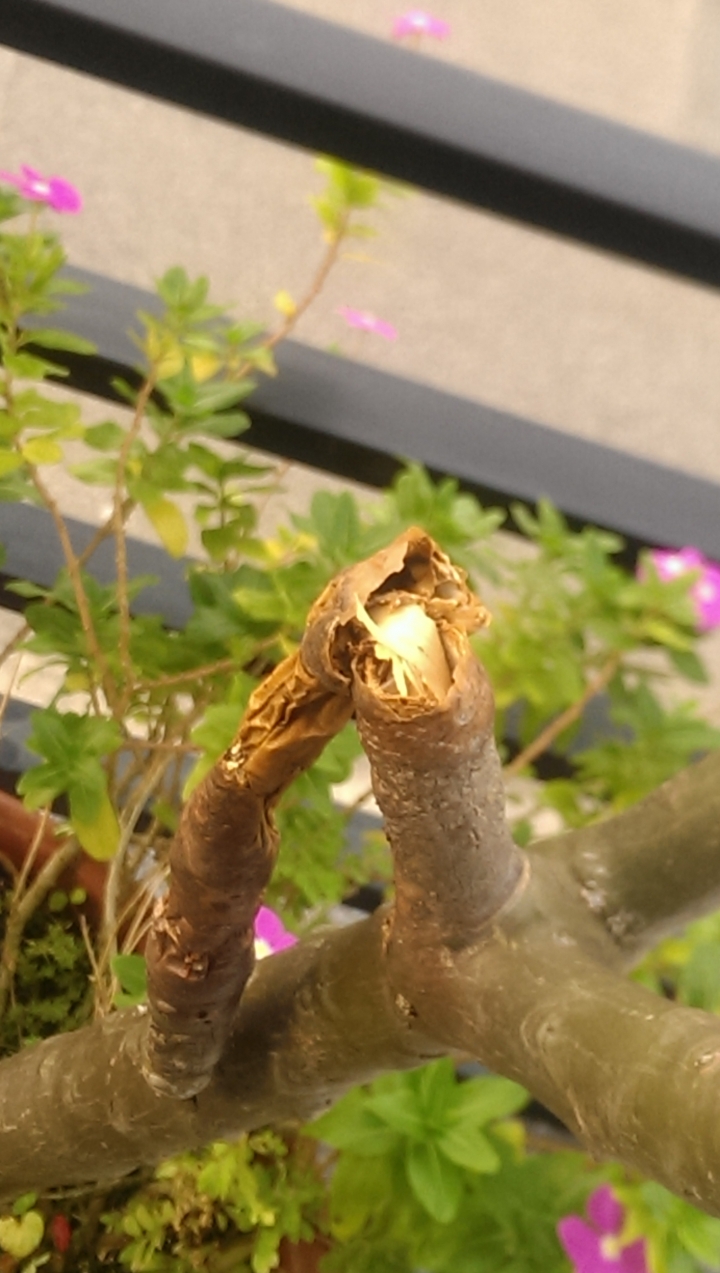 請教我種的雞蛋花怎麼了?該如何救治