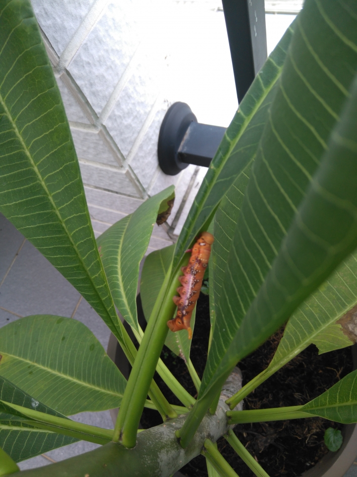 這是什麼幼蟲