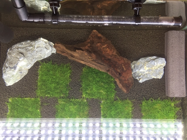 請教魚缸造景