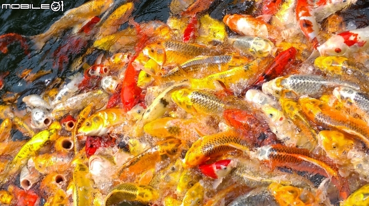 彰化東南中學餵魚遊