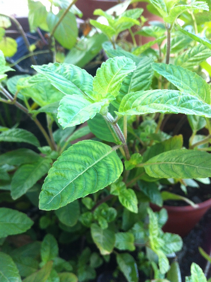 植物請教 - 這都是仙草嗎?