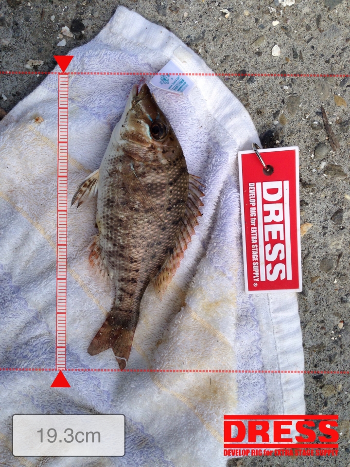 請教我認知的魚名是否正確