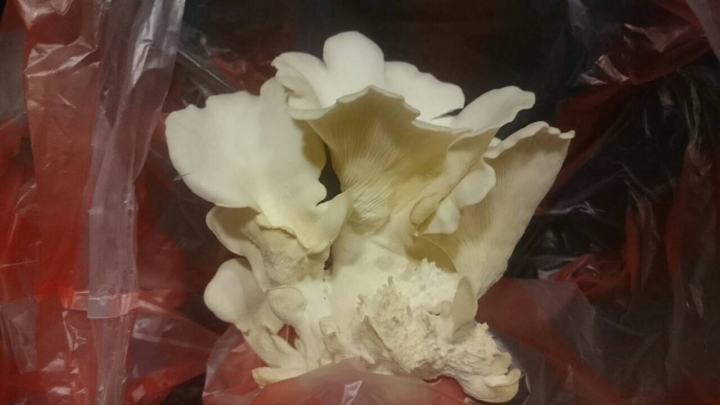 請問這種菇類能吃嗎？