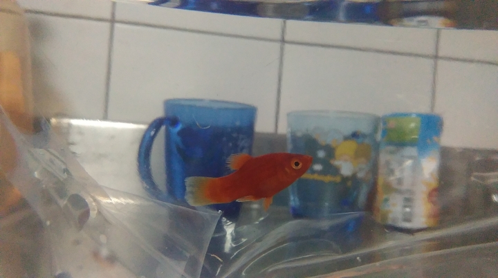 請問2樓的母魚有懷孕嗎？