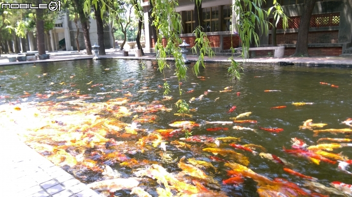 彰化東南中學餵魚遊