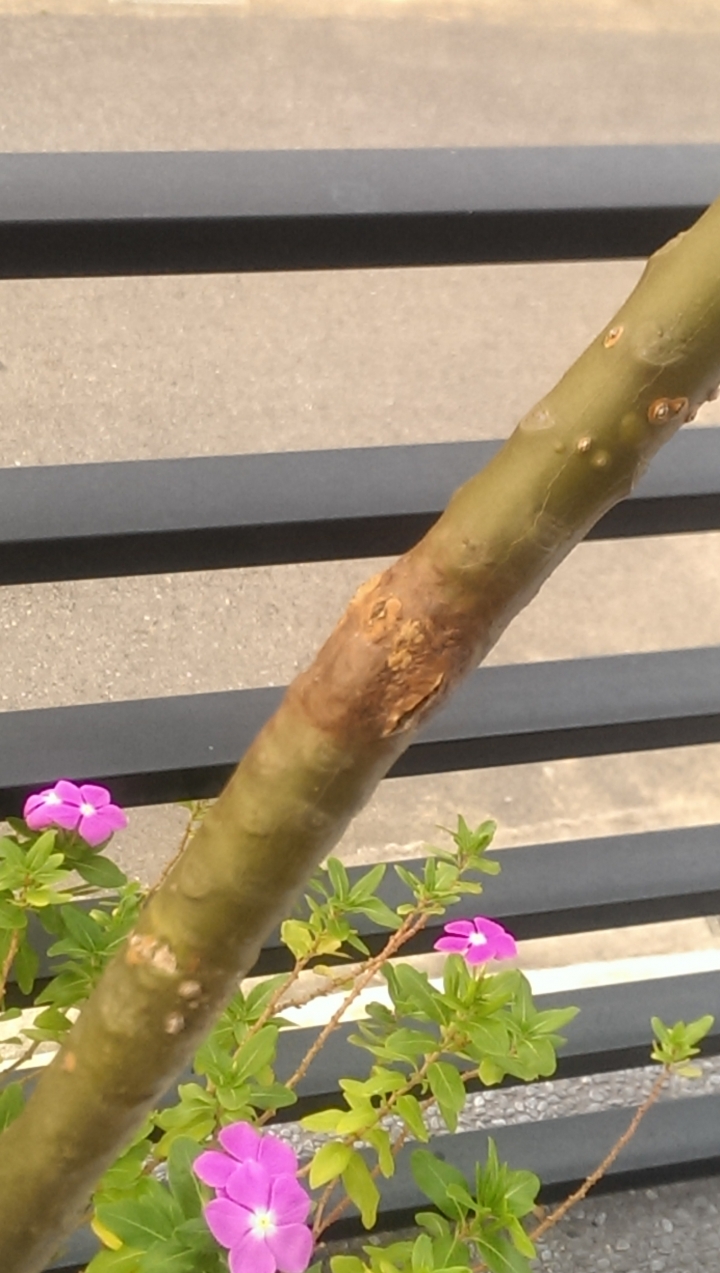 請教我種的雞蛋花怎麼了?該如何救治