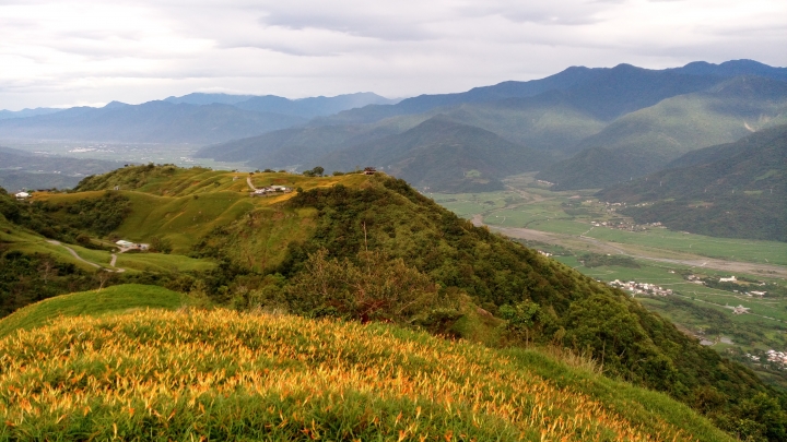 [Kuga 24小時試駕心得]花蓮六十石山金針花遊