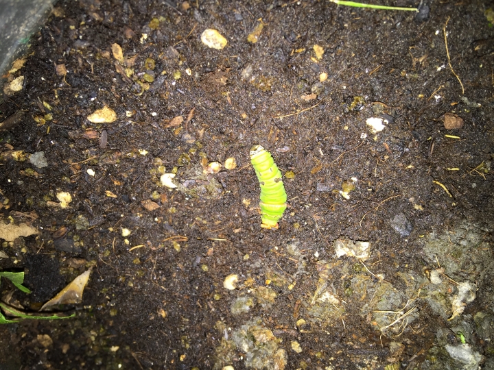關於鳳蝶幼蟲一問