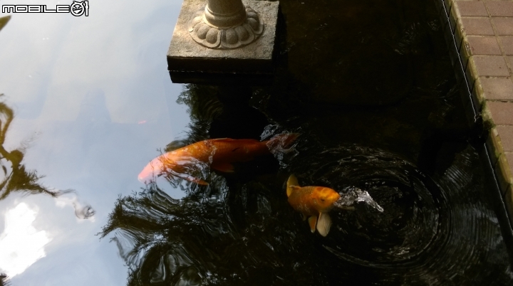 彰化東南中學餵魚遊
