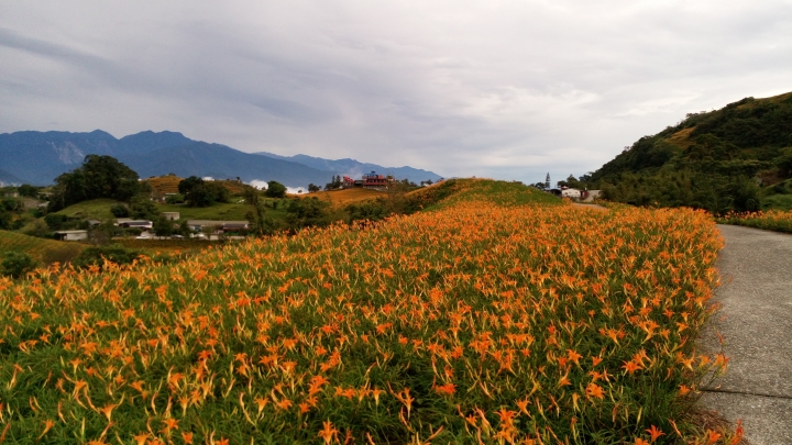 [Kuga 24小時試駕心得]花蓮六十石山金針花遊