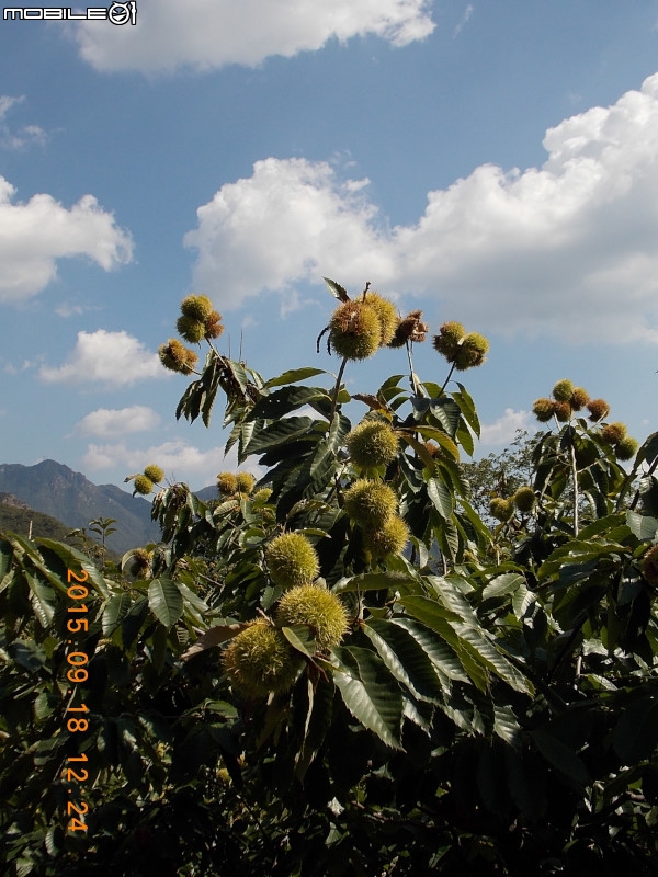 撞道口長城 (鎮虜關)