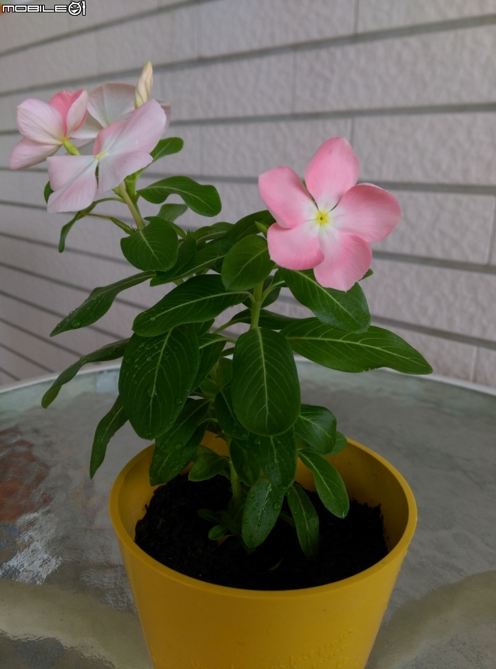 日日春花色問題?