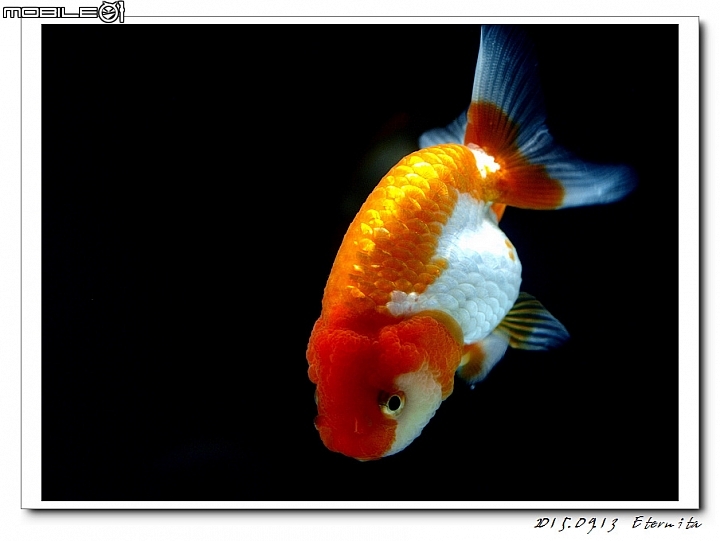 有沒有養金魚的朋友一起蓋個樓吧 ^^