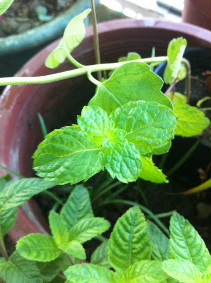 植物請教 - 這都是仙草嗎?