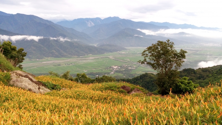 [Kuga 24小時試駕心得]花蓮六十石山金針花遊