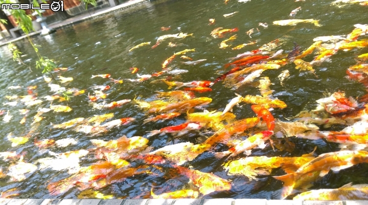彰化東南中學餵魚遊