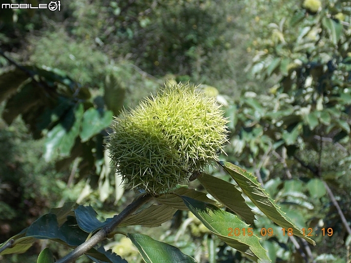 撞道口長城 (鎮虜關)
