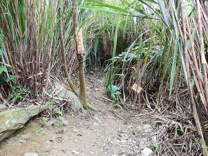 台東樂山赤腹鷹過境，帶著Nikon P900去等，2個多小時的等待卻沒看到。
