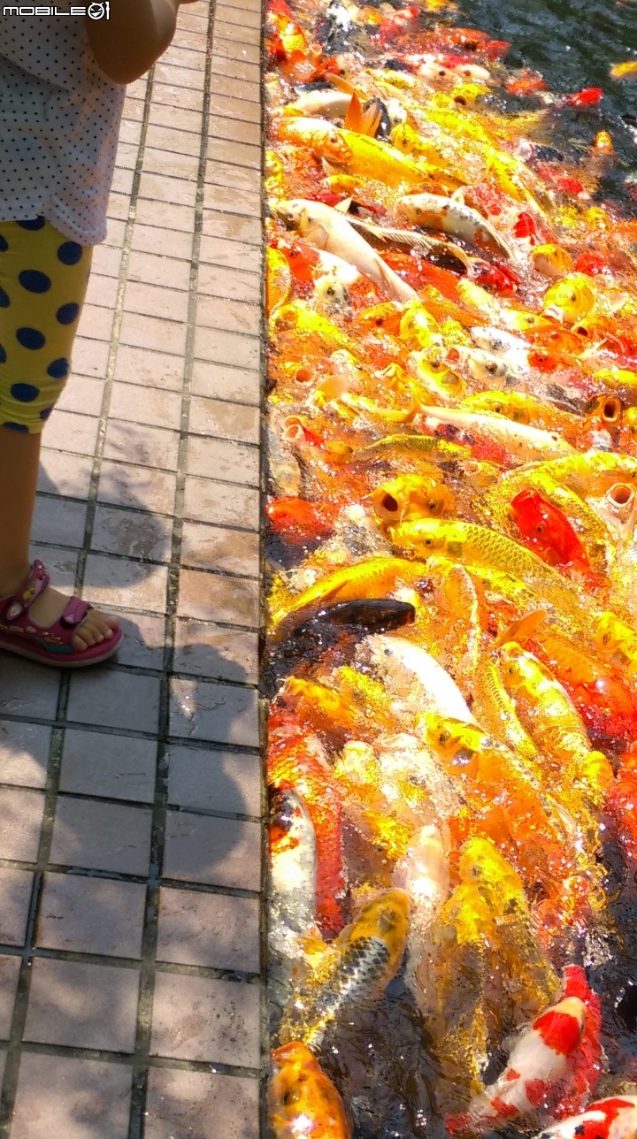 彰化東南中學餵魚遊