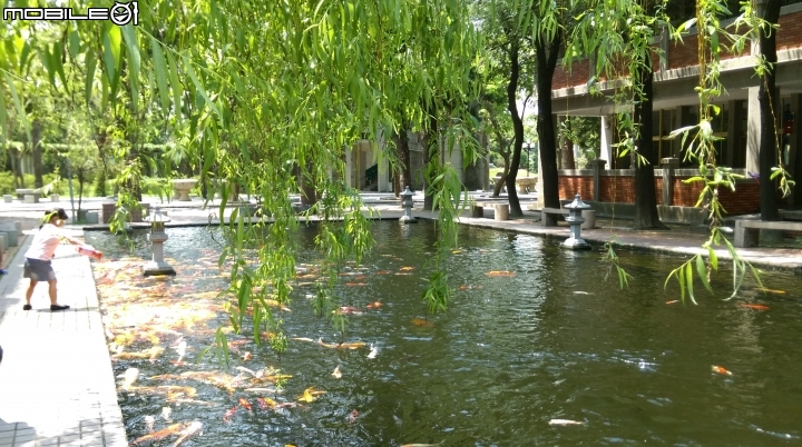 彰化東南中學餵魚遊