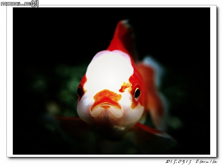 有沒有養金魚的朋友一起蓋個樓吧 ^^