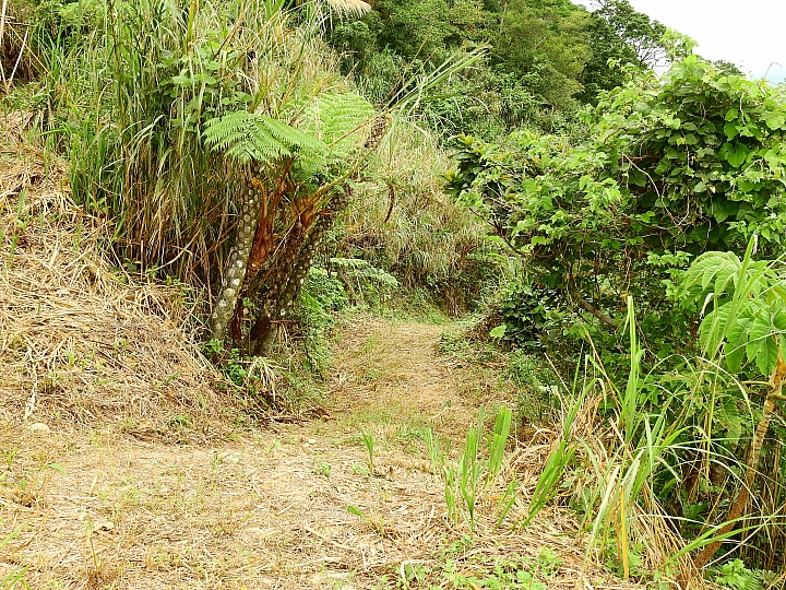 台東樂山赤腹鷹過境，帶著Nikon P900去等，2個多小時的等待卻沒看到。