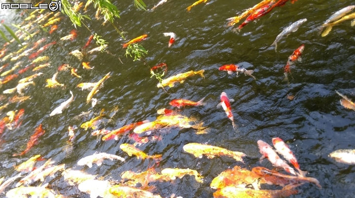 彰化東南中學餵魚遊
