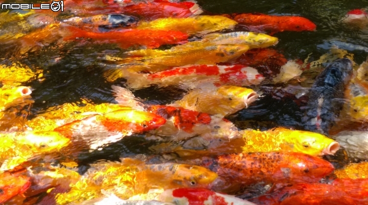 彰化東南中學餵魚遊