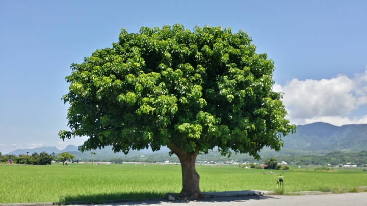 非試不可！KUGA台東試駕～